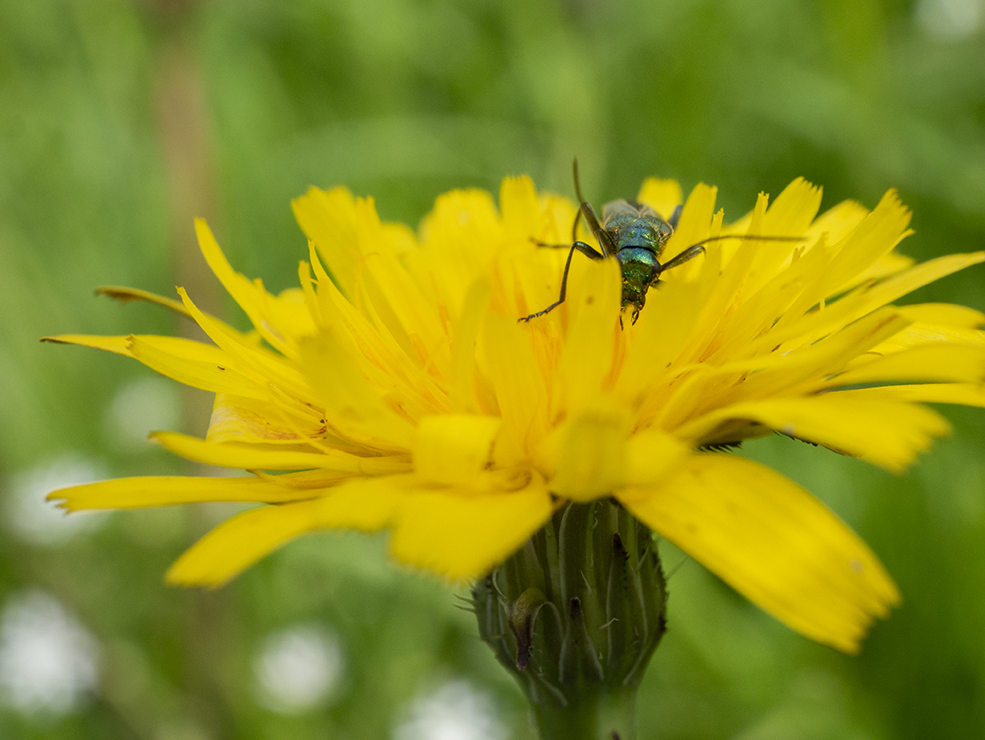 IMAGES\Paardebloem (taraxacum officinale)\P1280146_sm.jpg